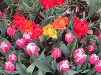 I tulipani